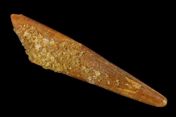 Fossil Pterosaur (Siroccopteryx) Tooth - Morocco #134647